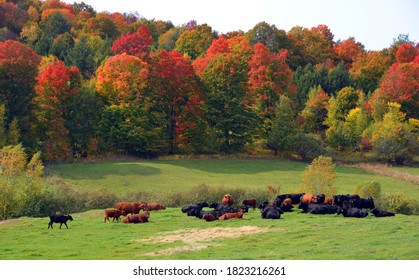 Brown And Black Cattles In Field In Front Forest During Fall Season.