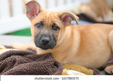 Brown And Black Dog At Adoption Event For Pet Rescue