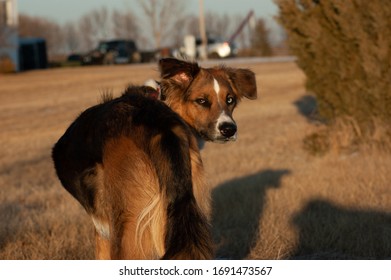 A Brown And Black Dog Looking Over It's Shoulder