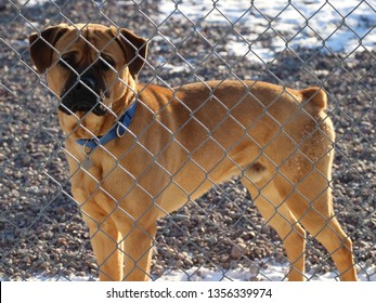Brown and Black Dog Looking Through a Chain Link Fence - Powered by Shutterstock