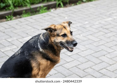 A brown and black dog is seated on a brick pavement next to some plants, likely a domestic animal from the Canidae family. It may belong to a herding or sporting breed - Powered by Shutterstock