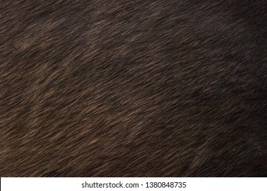 Brown Black Horse Fur Texture