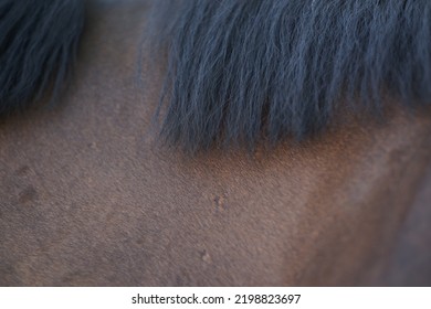 Brown And Black Horse Hair