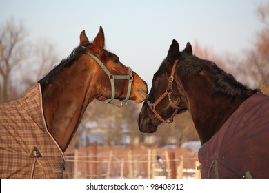 Brown and black horses playing with each other