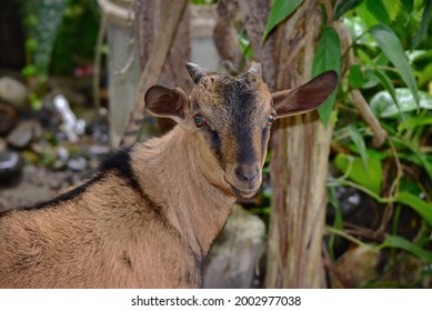 2,575 Blue eyed goat Images, Stock Photos & Vectors | Shutterstock