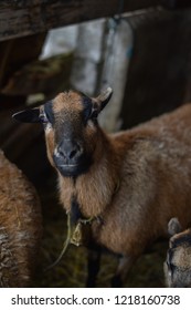 Imagenes Fotos De Stock Y Vectores Sobre Emotional Sheep