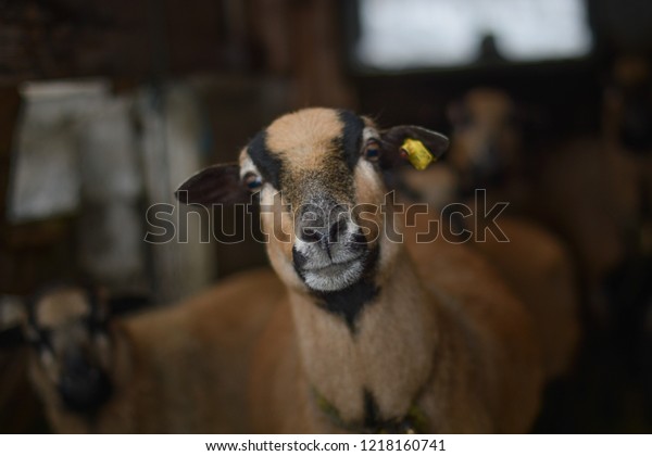 Brown Black Sheep Barn Looking Into Stock Photo Edit Now 1218160741