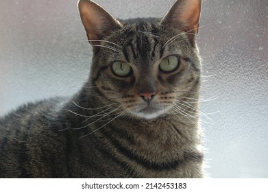 brown and black striped moggy cat with green eyes