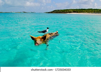 Brown   black swimming pig and passenger Seagull riding his back off Pig Beach  Big Major Cay  Exuma Islands  Bahamas