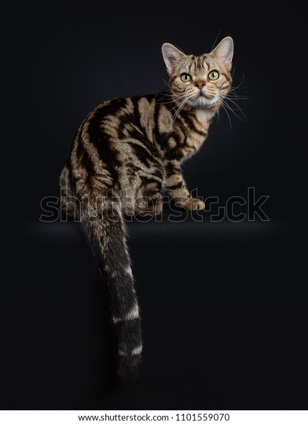 Brown Black Tabby American Shorthair Cat Stock Photo Edit Now