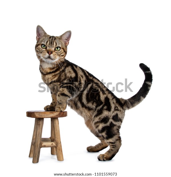 Brown Black Tabby American Shorthair Cat Stock Photo Edit Now