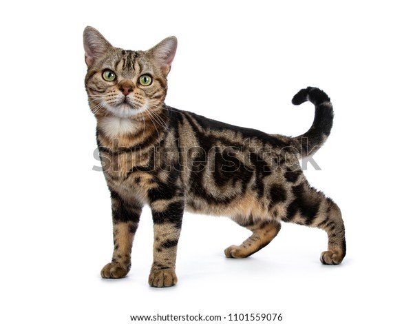 Brown Black Tabby American Shorthair Cat Stock Photo Edit Now