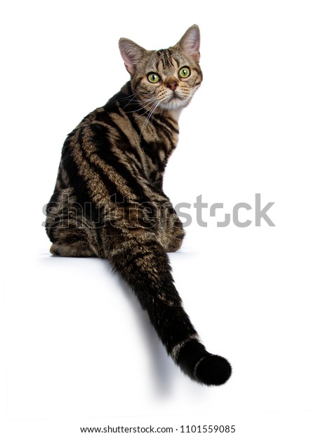 Brown Black Tabby American Shorthair Cat Animals Wildlife Stock