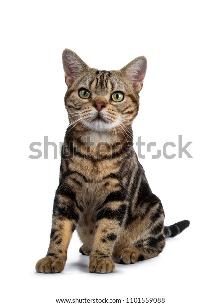 Brown Black Tabby American Shorthair Cat Stock Photo Edit Now