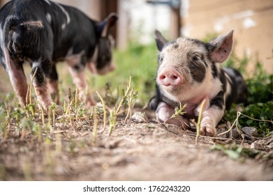 Brown, black and white piglets playing
