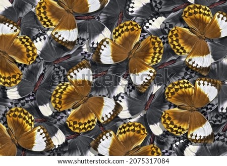 brown and black and white tropical morpho butterflies texture background. abstract pattern of flying butterflies.
