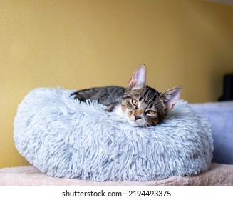 Brown, Black And White Young Cat With Brown Eyes Laying In A Very Fluffy Grey Cat Bed In Front Of A Yellow Wall, Looking Into The Camera