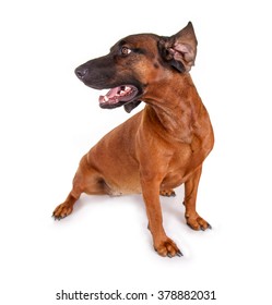 Brown Bloodhound Dog Looking Sideways