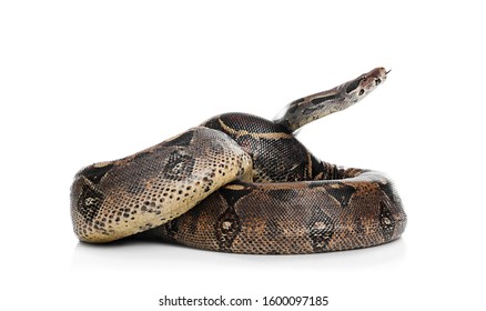 Brown Boa Constrictor On White Background. Exotic Snake