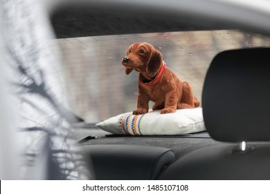 Brown Bobble Head Sitting In The Back Of A Car