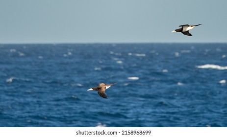 The Brown Boobies Flying Above The Blue Clear Ocean Water Looking For Prey