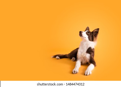 Brown Border Collie Dog On Yellow Isolated Colored Background