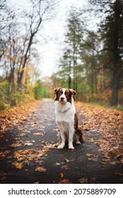 Brown Border Collie Dog Portrait Autumn Mood