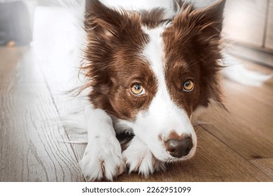 Brown border collie head detial. Dog eyes close up. Animal innocent look 
