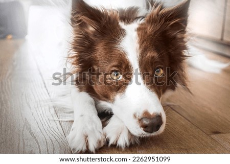 Brown border collie head detial. Dog eyes close up. Animal innocent look 