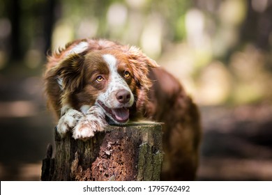 Brown Border Collie Look Up Portrait