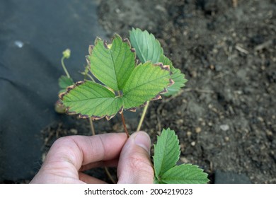 Brown Border On Strawberry Leaves Can Be Sign Of Lack Of Calcium Or Excess Of Boron. Problems With Mineral Fertilizers 