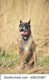 A Brown Boxer Dog Outside.