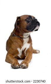 brown boxer laying down and looking sidewards