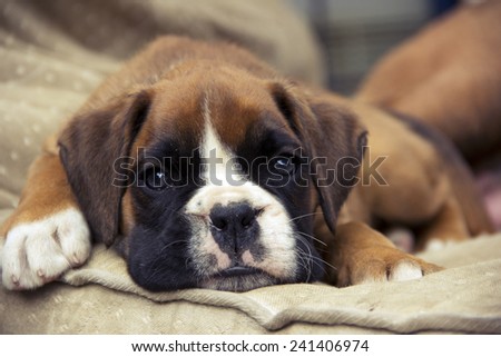Brown Boxer puppy lying on the ground