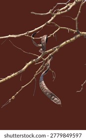 Brown branches extend from a deep rust backdrop. Twisted pods hang from slender limbs, dried and weathered. Texture contrasts create natural, earthy visual appeal