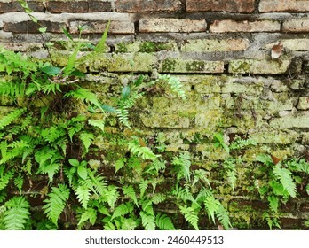 brown brick walls overgrown with moss and ferns - Powered by Shutterstock