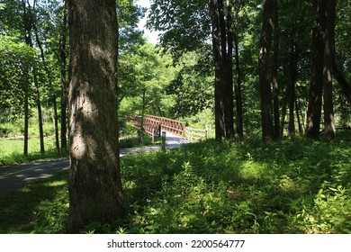 Brown Bridge In Dark Forest Clearing