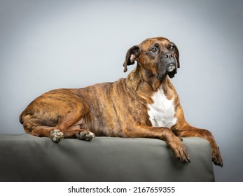 Brown Brindle Boxer Lying In Studio