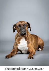 Brown Brindle Boxer Lying In Studio