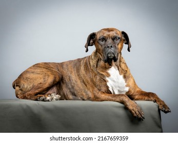 Brown Brindle Boxer Lying In Studio