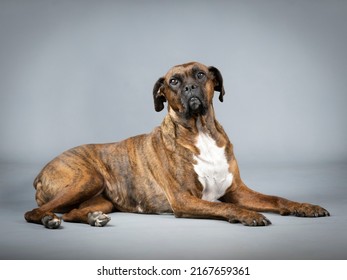 Brown Brindle Boxer Lying In Studio