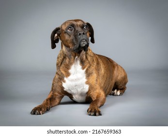 Brown Brindle Boxer Lying In Studio