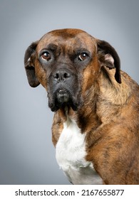 Brown Brindle Boxer Portrait
In Study