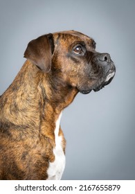 Brown Brindle Boxer Portrait
In Study