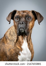 Brown Brindle Boxer Portrait
In Study