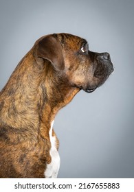 Brown Brindle Boxer Portrait
In Study