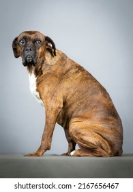 Brown Brindle Boxer Sitting
In Study