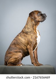 Brown Brindle Boxer Sitting
In Study