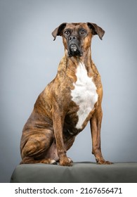 Brown Brindle Boxer Sitting
In Study