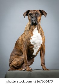 Brown Brindle Boxer Sitting
In Study